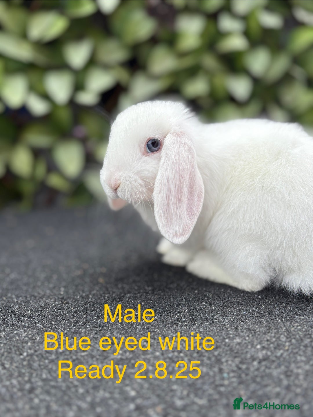 Mini Lop rabbits for sale: Beautiful baby mini lop rabbits - Image 2