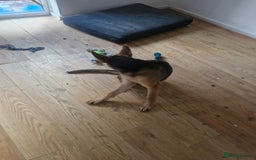 German Shepherd dogs for sale: German shepherd  - Advert 5