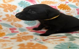 Labrador Retriever dogs for sale: Black Labrador puppies - Image 11