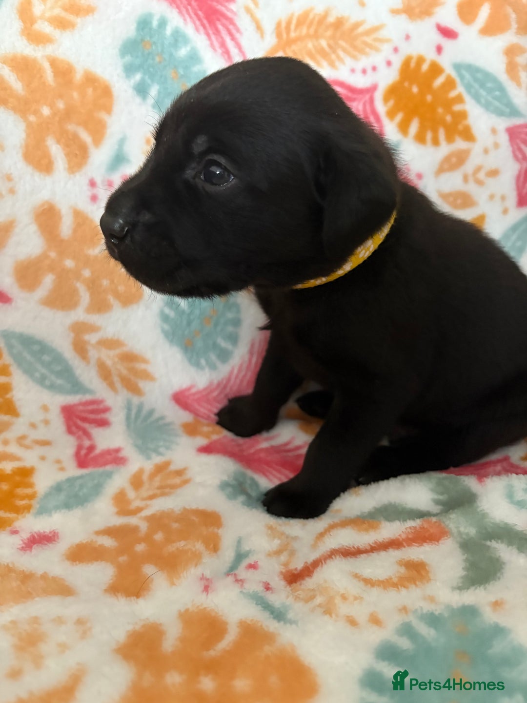 Labrador Retriever dogs for sale: Black Labrador puppies - Image 11