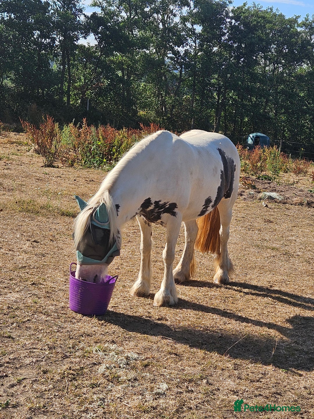 Irish Cob horses for sale: 13.3hh  coloured mare cob  - Image 5
