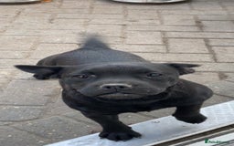 Mixed Breed dogs for sale: French bulldog cross  - Image 5