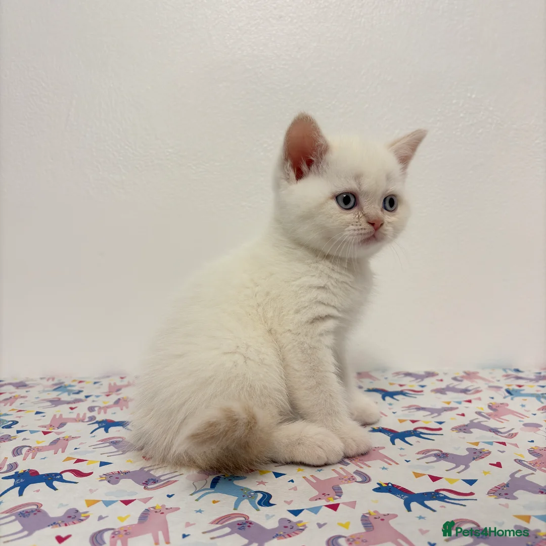 British Shorthair cats for sale: Stunning BSH Colourpoint Kitten GCCF Registered - Advert 17