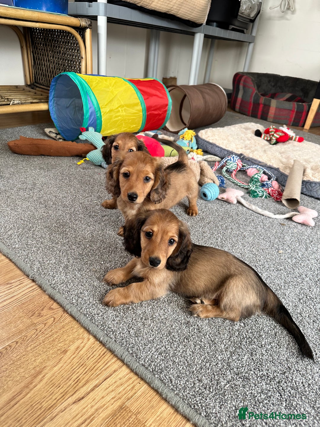 Miniature Dachshund dogs for sale: Longhaired shaded red puppies - Image 9