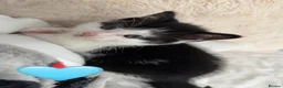 Mixed Breed cats for sale: Looking for their forever home - Advert 9