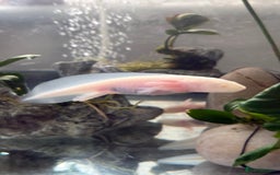 Axolotl reptiles for sale: 5 months old juvenile pink axolotls £30 in Welling - Image 10