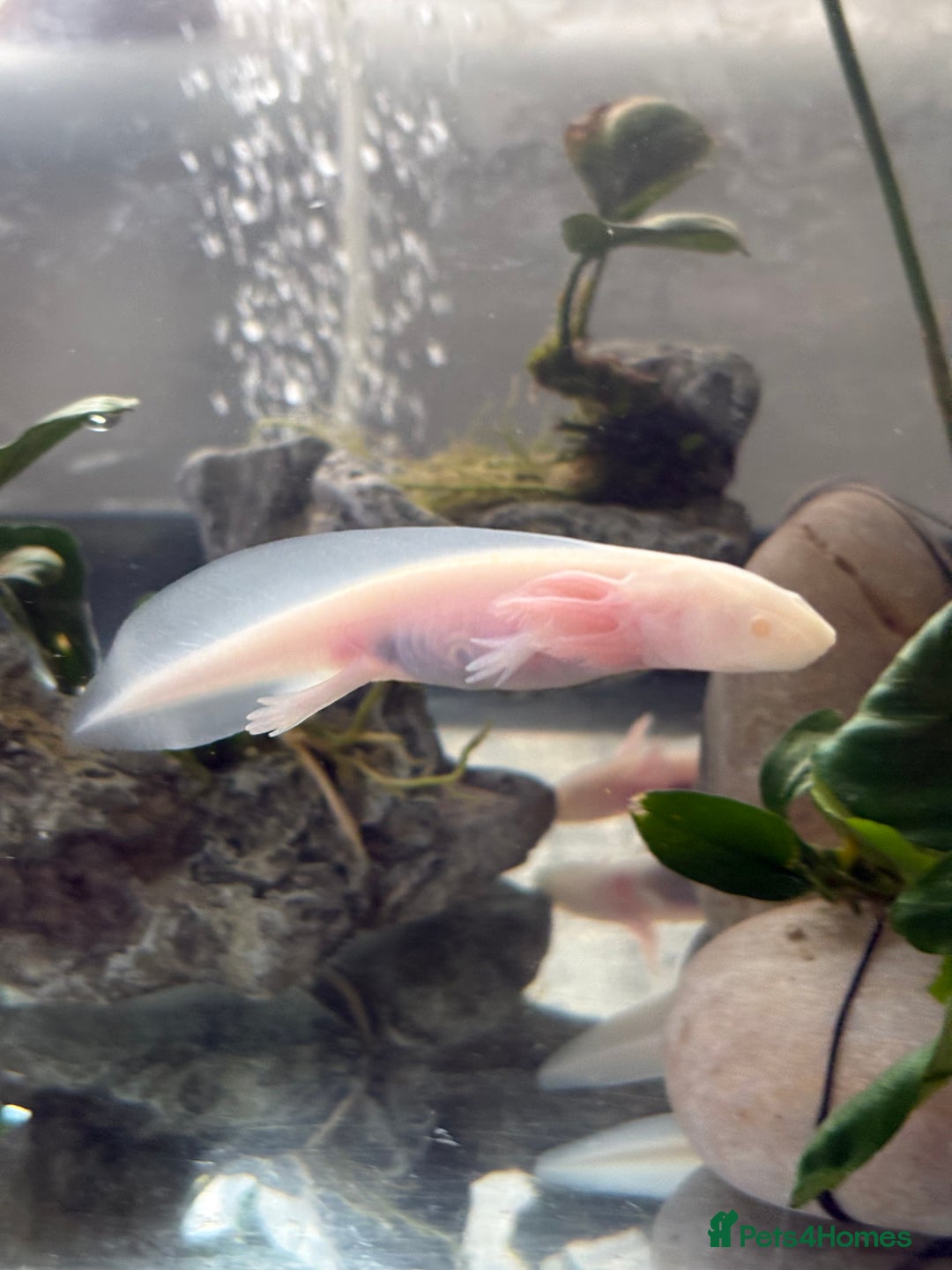Axolotl reptiles for sale: 5 months old juvenile pink axolotls £30 in Welling - Image 10