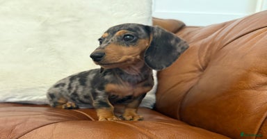 Miniature Dachshund dogs - Advert 1