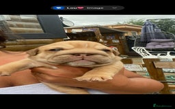 English Bulldog dogs for sale: KC REGISTERED ENGLISH BULLDOGS  - Image 10