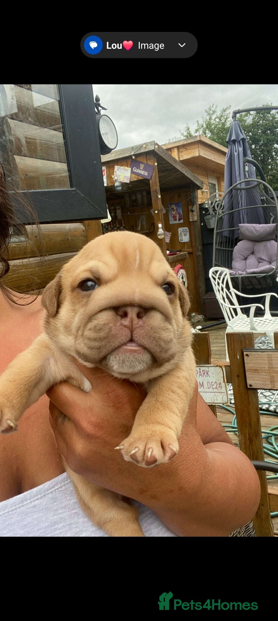 English Bulldog dogs for sale: KC REGISTERED ENGLISH BULLDOGS  - Image 10