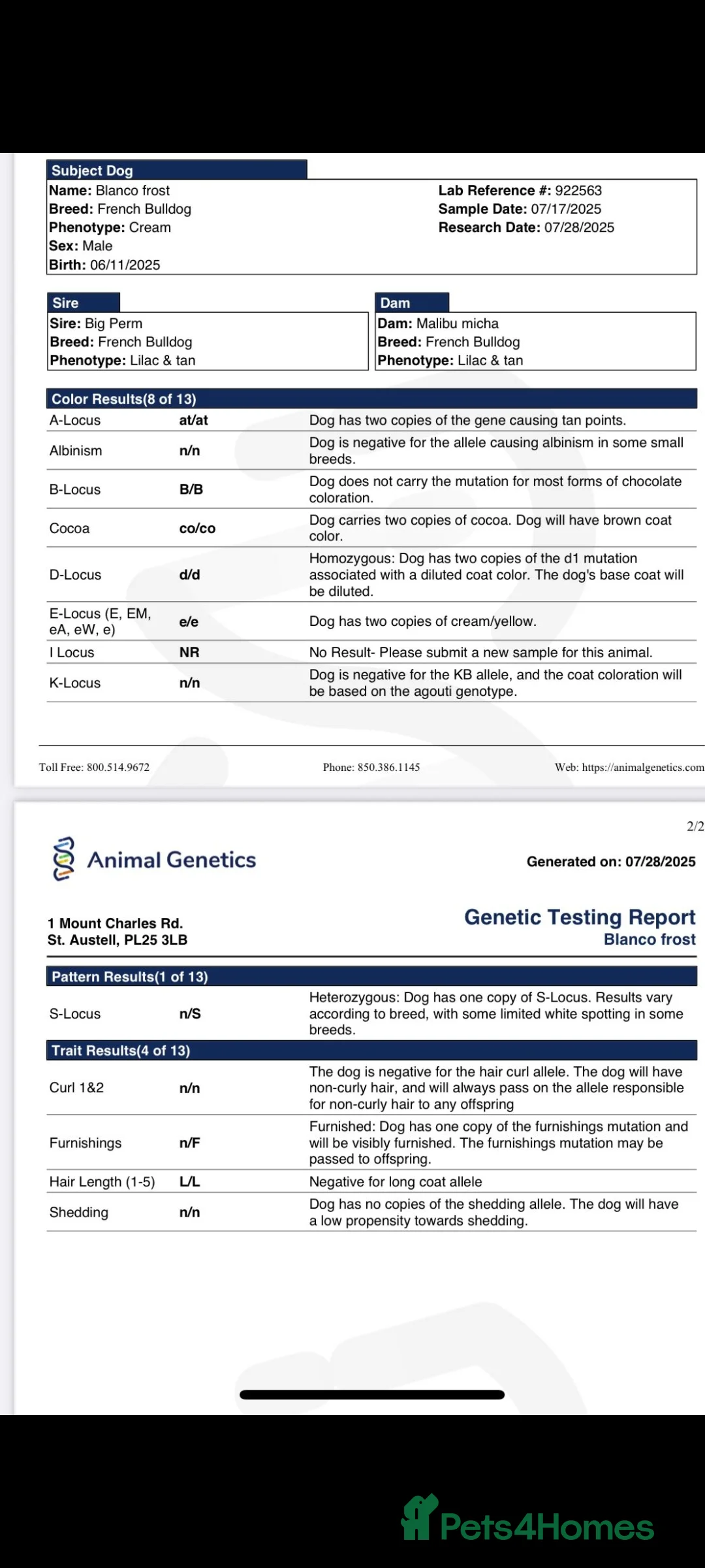 French Bulldog dogs for sale: Furnished french bulldog puppies  - Advert 3
