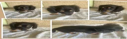 Miniature Dachshund dogs for sale: MINIATURE DACHSHUND PUPPIES  - Advert 10