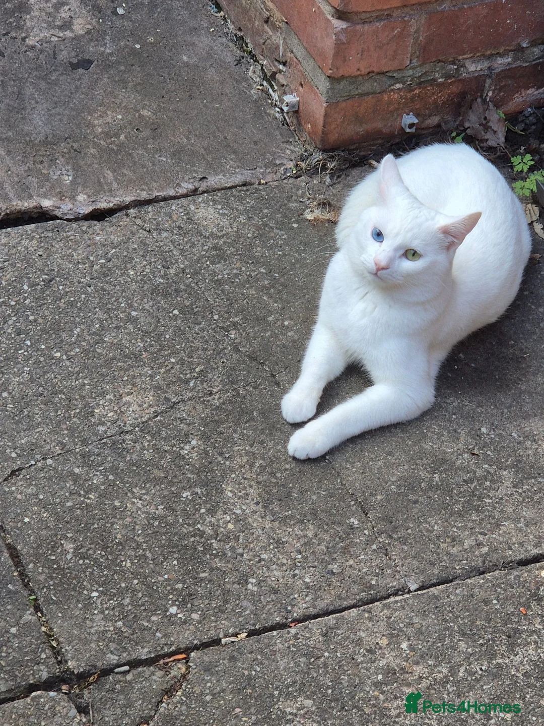 Mixed Breed cats for sale: 5 little kittens - Advert 2