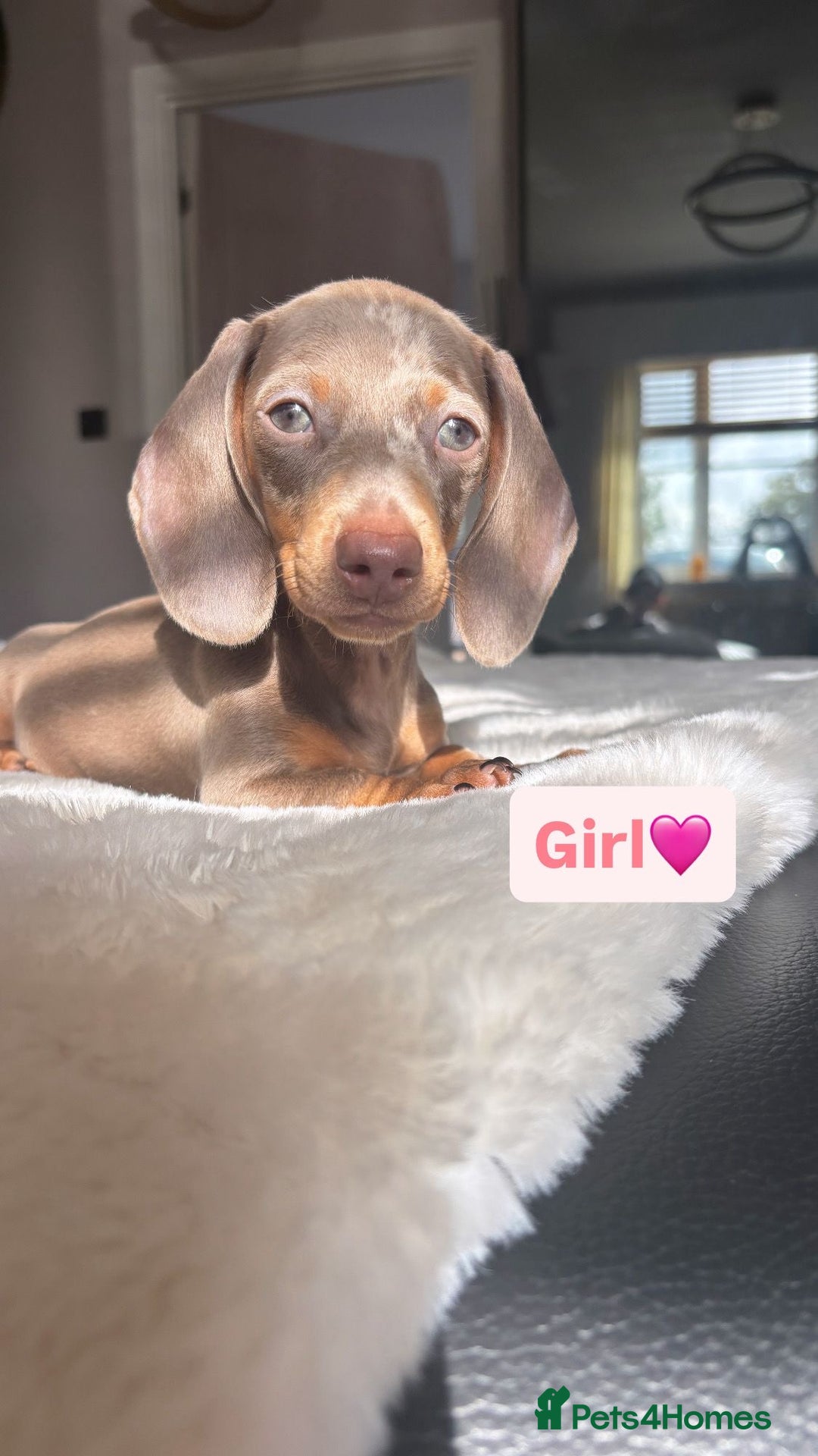 Miniature Dachshund dogs for sale: Kc registered  miniature dachshund puppies - Image 1