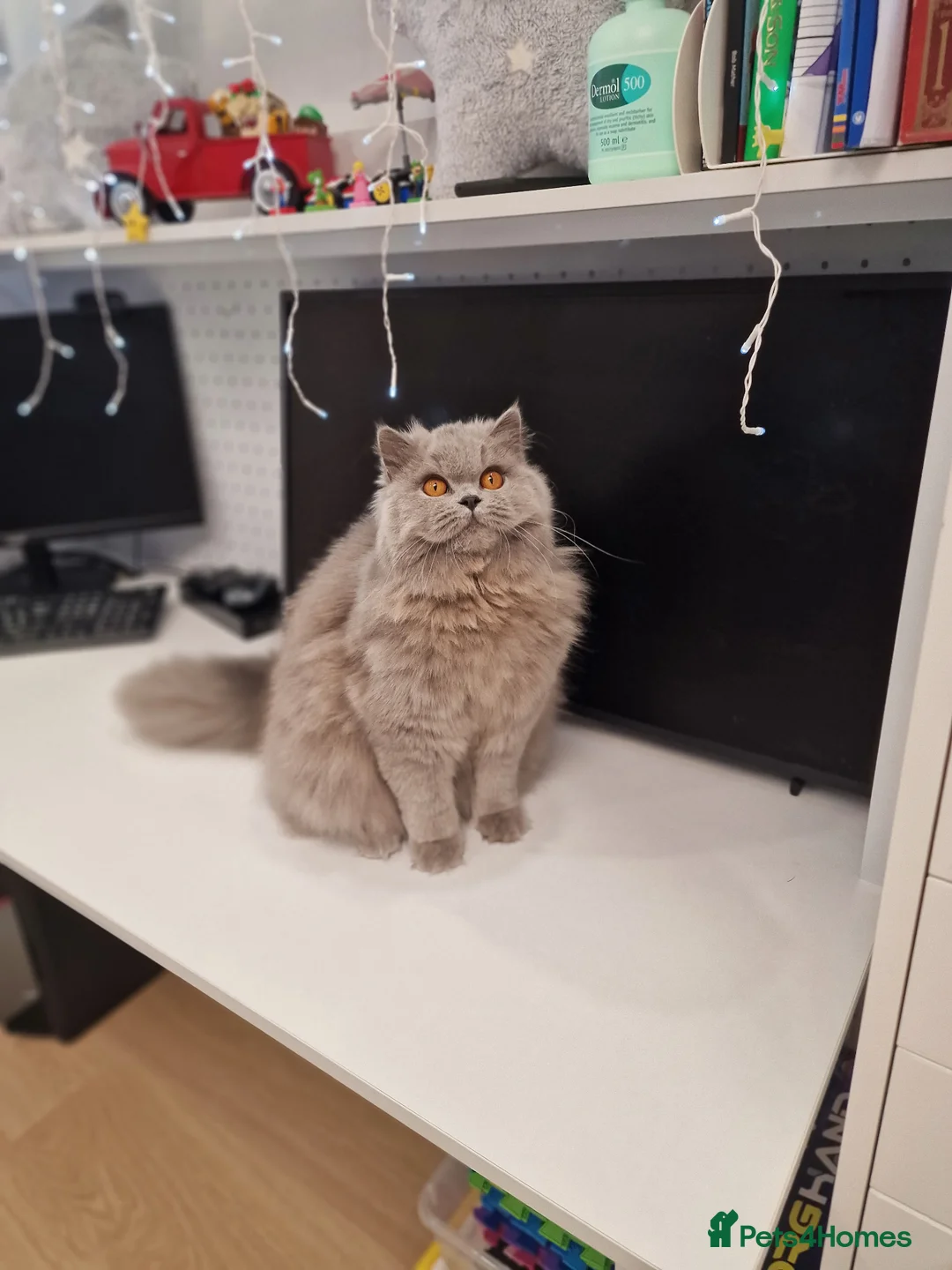 British Longhair cats for sale: Amasing  GCCF active British Longhair Blue  - Advert 2