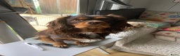 Cavalier King Charles Spaniel dogs for sale: Chocolate Kc reg cavalier King Charles - Advert 11