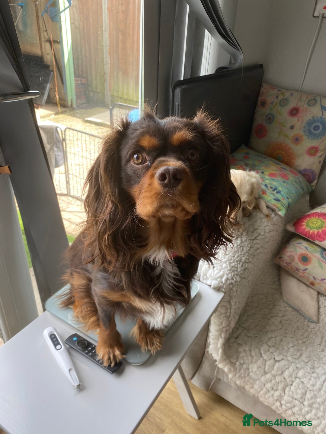 Cavalier King Charles Spaniel dogs for sale: Chocolate Kc reg cavalier King Charles - Advert 11