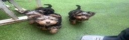Yorkshire Terrier dogs for sale: Yorkshire terriers 1 boy 3 girls - Advert 24