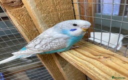 Budgerigars birds for sale: Baby budgies aviary bred  - Advert 9