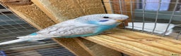 Budgerigars birds for sale: Baby budgies aviary bred  - Advert 3