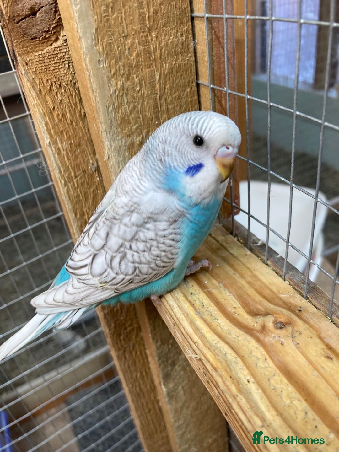 Budgerigars birds for sale: Baby budgies aviary bred  - Advert 9