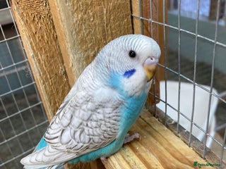 Budgerigars birds Baby budgies aviary bred - Advert 6