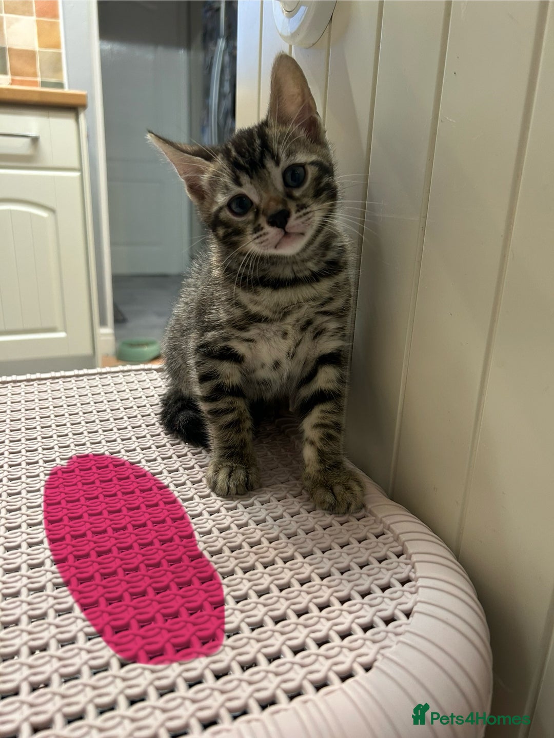 Bengal cats for sale: 🐾 Kittens Looking for a Loving Home! 🐾 - Image 15