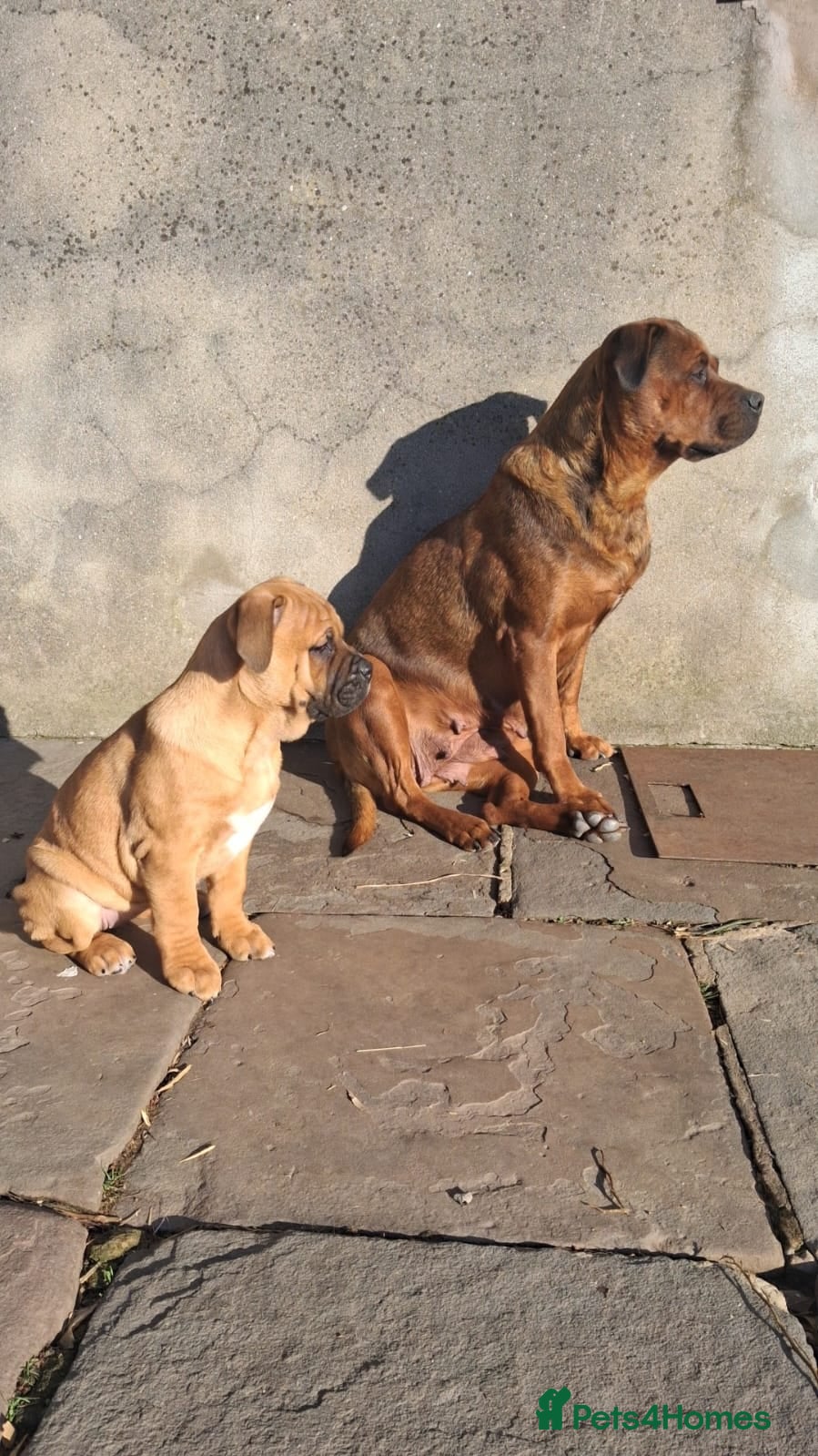 English Bulldog dogs Beautiful bulldog x rotty mastiff - Advert 3