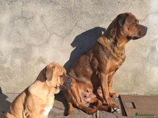 English Bulldog dogs Beautiful bulldog x rotty mastiff - Advert 12