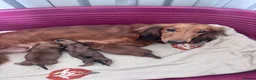 Dachshund dogs for sale: 🐾 Beautiful Long-Haired Dachshund Puppies 🐾 - Advert 9