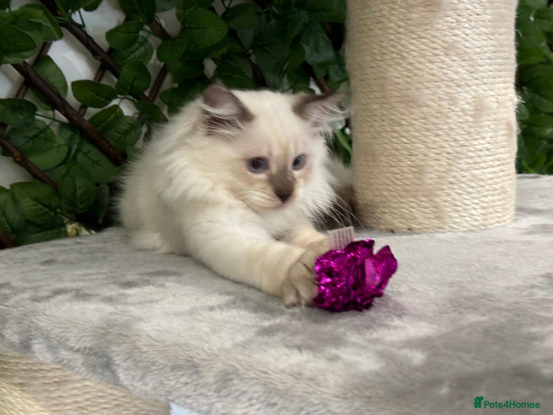 Ragdoll cats for sale: Attention please🥳TICA & Rare - Image 39