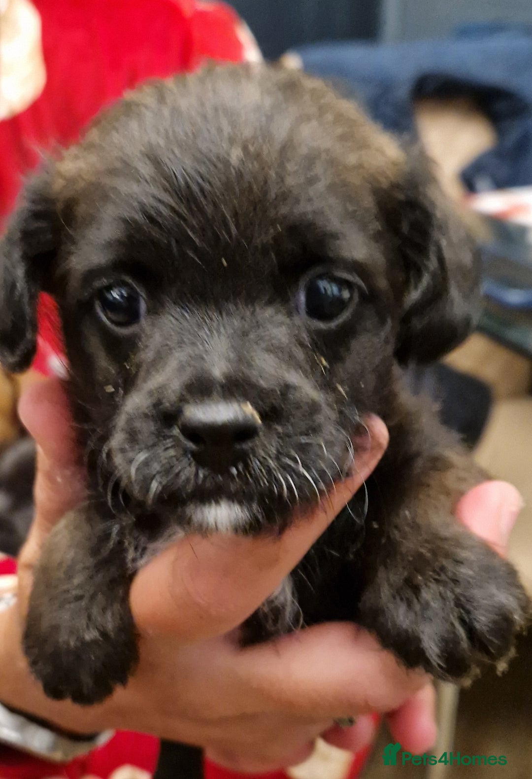 Mixed Breed dogs for sale: Adorable whoopsy babies - Advert 5