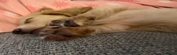 Miniature Dachshund dogs for sale: Miniature Dachshund Dapples & Cream - Advert 3