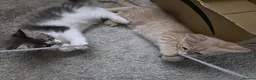 Maine Coon cats for sale: Beautiful and playful half Maine coon kittens  - Advert 4