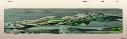 Bearded Dragon reptiles for sale: 21 Bearded Dragons  - Advert 9