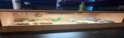 Leopard Gecko reptiles for sale: Leopard gecko and set up for sale  - Advert 3