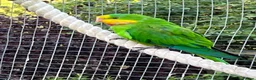 Parakeets birds for sale: Barrabands for sale - Advert 3