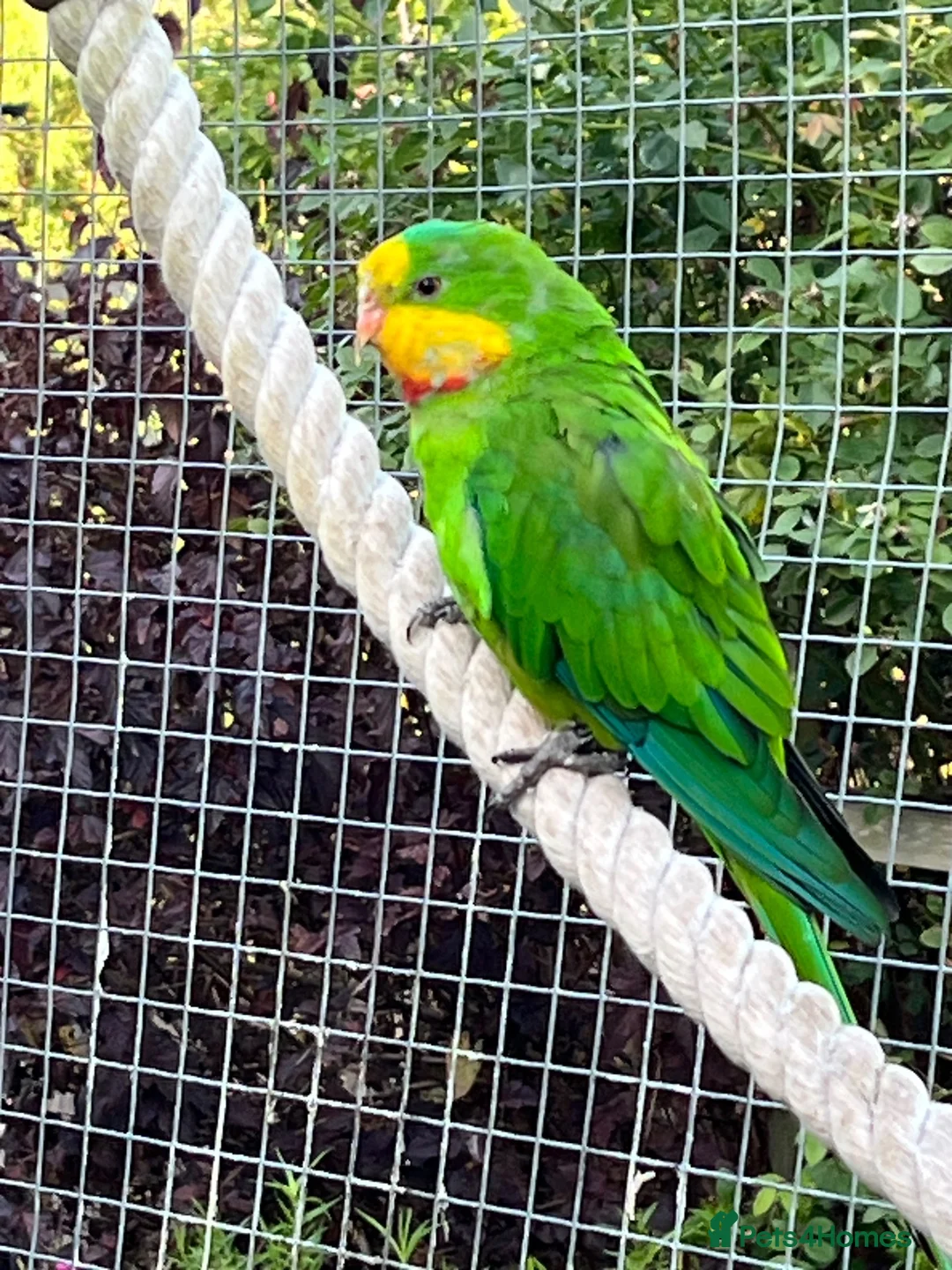 Parakeets birds for sale: Barrabands for sale - Advert 3