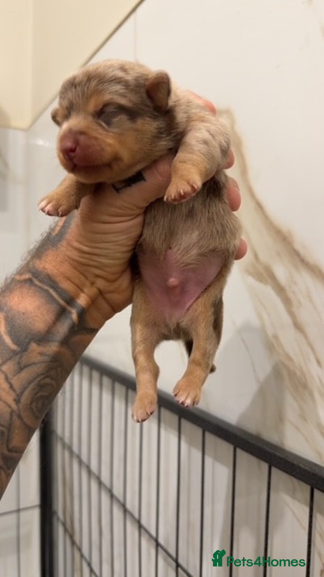 Miniature Dachshund dogs for sale: ** MINIATURE DACHSHUND BOYS ** - Advert 2