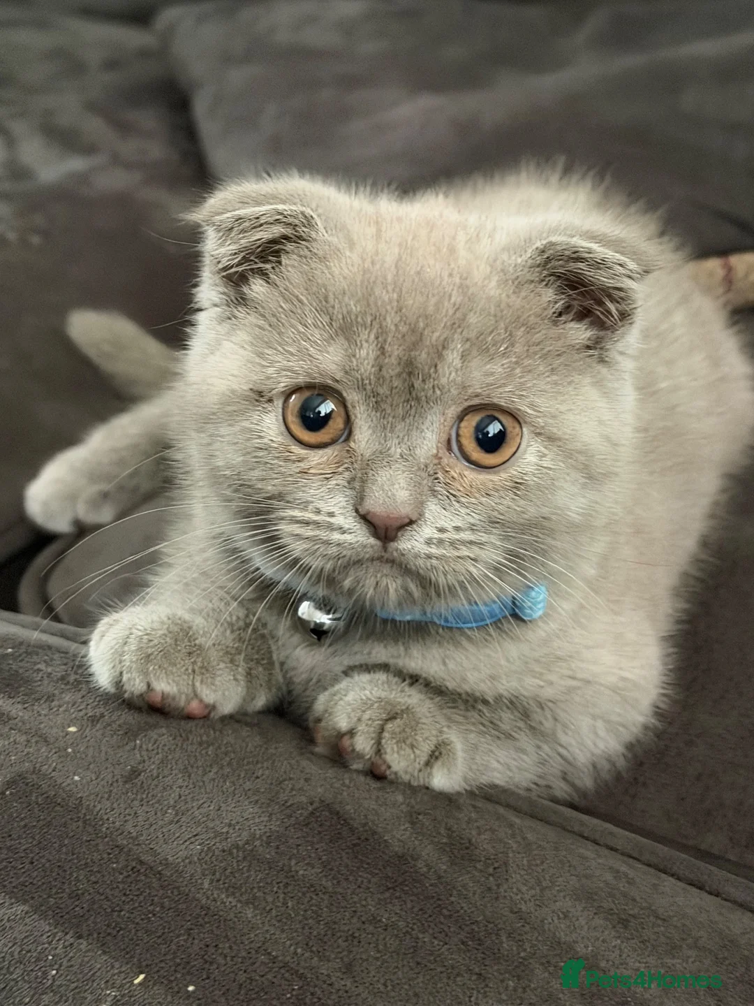 Mixed Breed cats for sale: Scottish Fold to be rehomed  - Advert 2