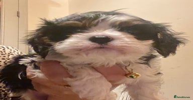 Cavalier King Charles Spaniel dogs King Charles cavalier  - Advert 3