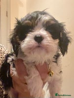 Cavalier King Charles Spaniel dogs King Charles cavalier - Advert 3