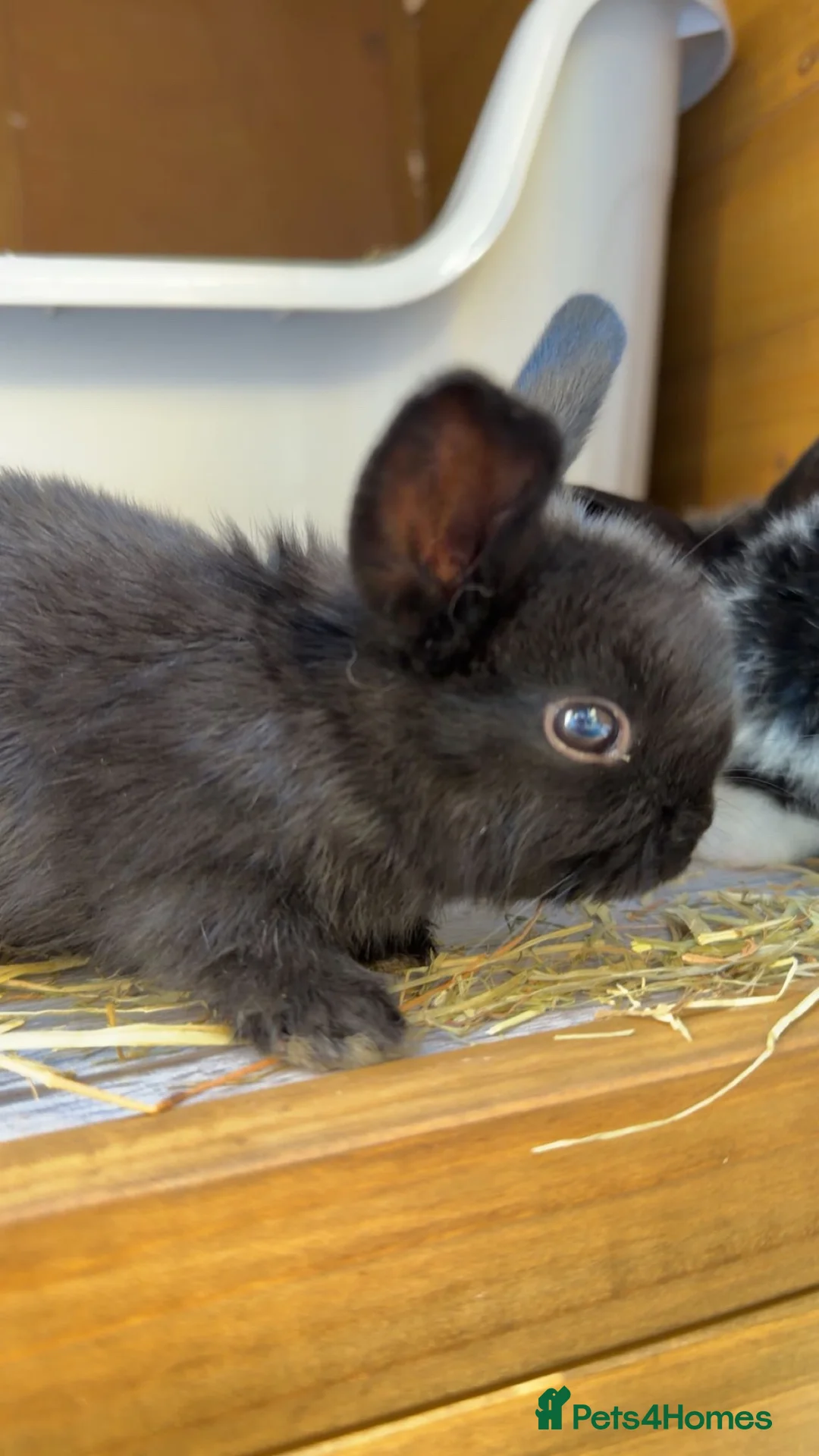 Mini Lop rabbits for sale: 8 beautiful multi colour mini lop babies - Advert 2