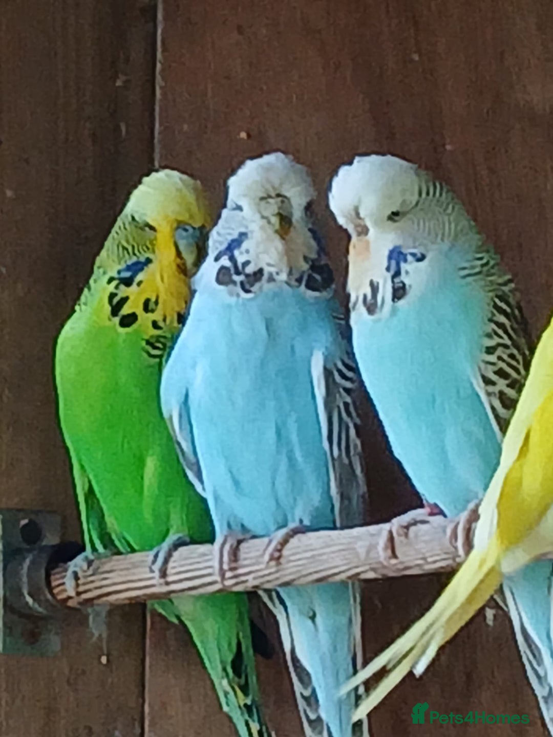 Budgerigars birds for sale: Budgies. Various colours. - Advert 2