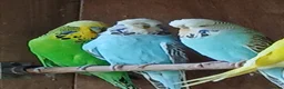 Budgerigars birds for sale: Budgies. Various colours. - Advert 2