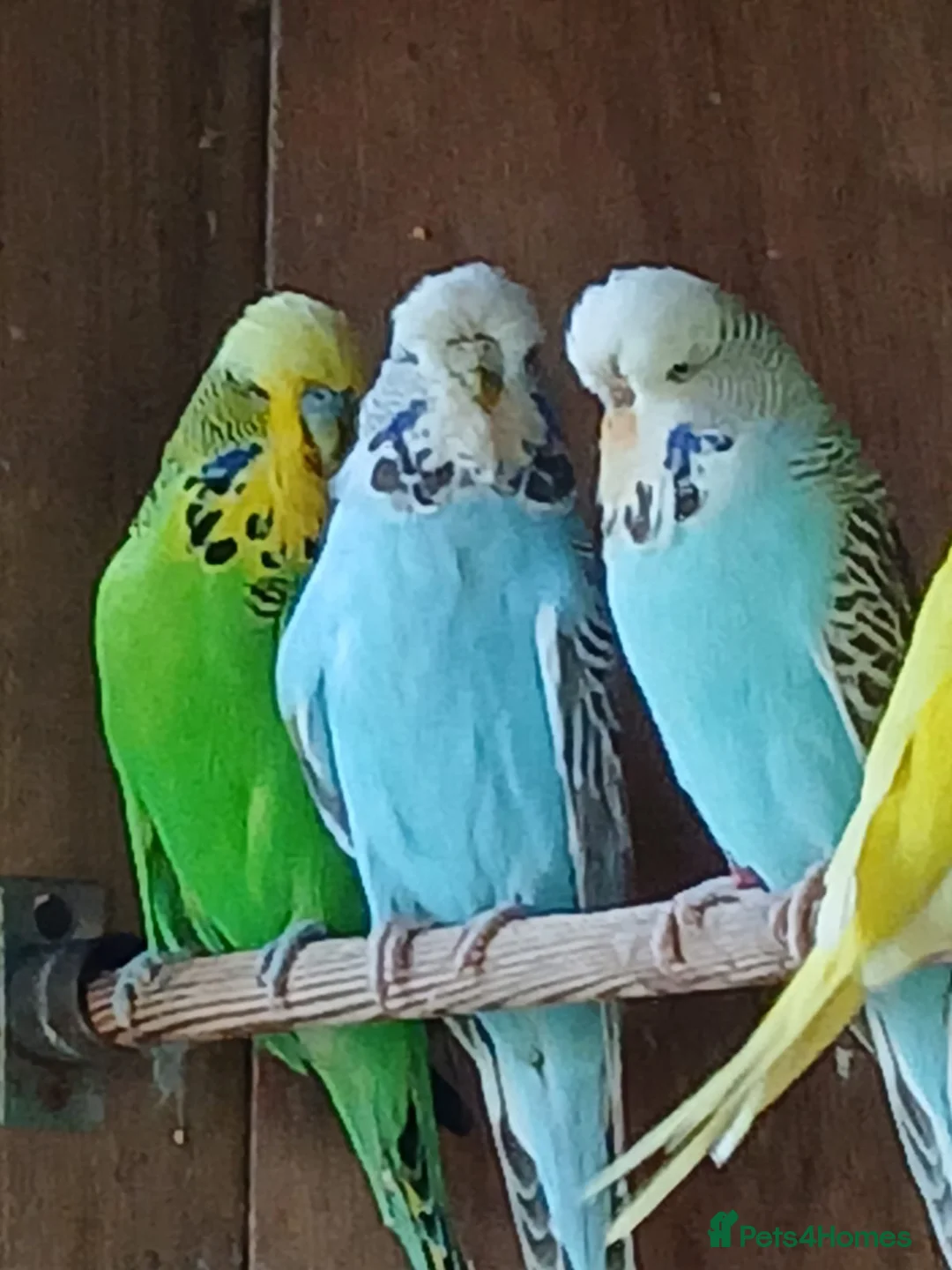 Budgerigars birds for sale: Budgies. Various colours. - Advert 2