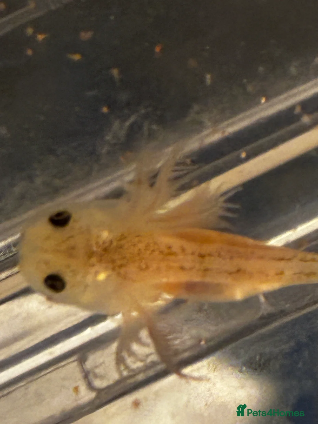 Axolotl reptiles for sale: Baby axolotls  - Advert 1