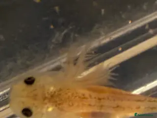 Axolotl reptiles Baby axolotls - Advert 2