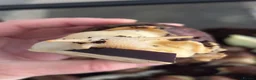 Snails invertebrates for sale: Giant African albino land snails  - Advert 11