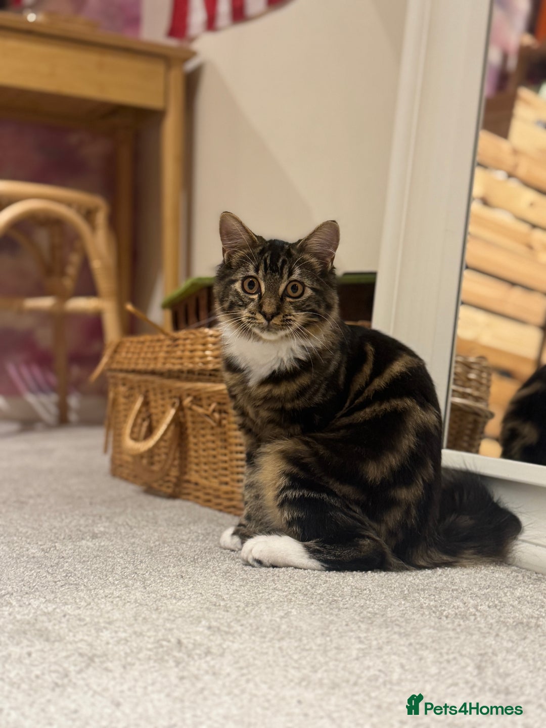 Siberian cats for sale: Siberian & Maine Coon Cross Female Cat Calico - Image 6